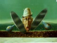 /album/galleria-fotografica/scuotimento-1997-olio-su-tela-30-40-jpg/